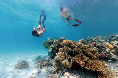 1770 Reef Tours - Lady Musgrave Island