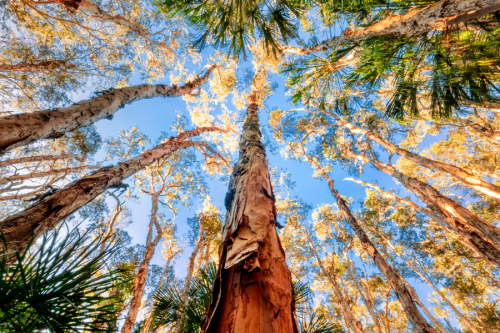 Paperbark Forest Walk